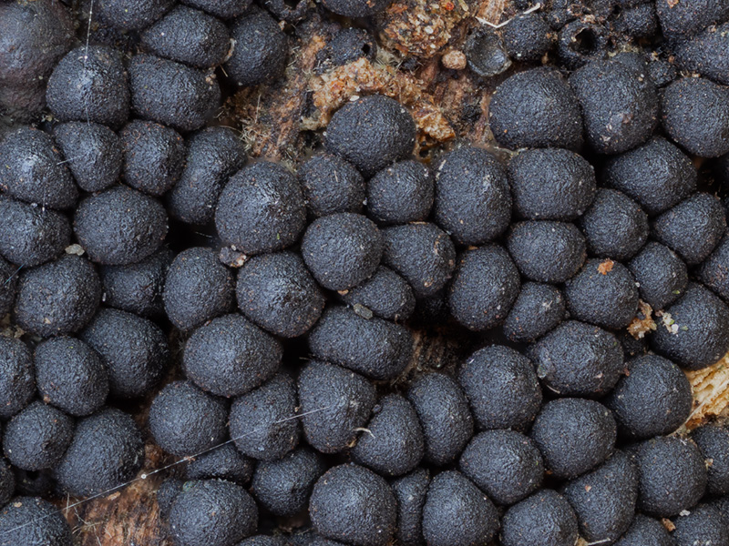 Ruzenia spermoides